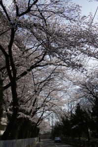 お気に入りスポット桜のトンネル